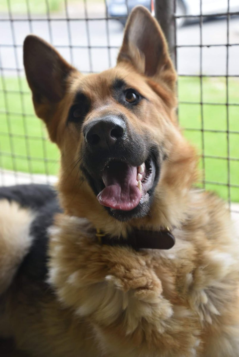 wicklowspca's tweet photo. Axel would be better suited to an experienced home because he still has alot of his fun puppy ways and will need some training ❤🐶🐾 @petbond_ireland #GermanShepherd #DogsofTwittter #dogsarefamily https://t.co/mI3N1VRz1F