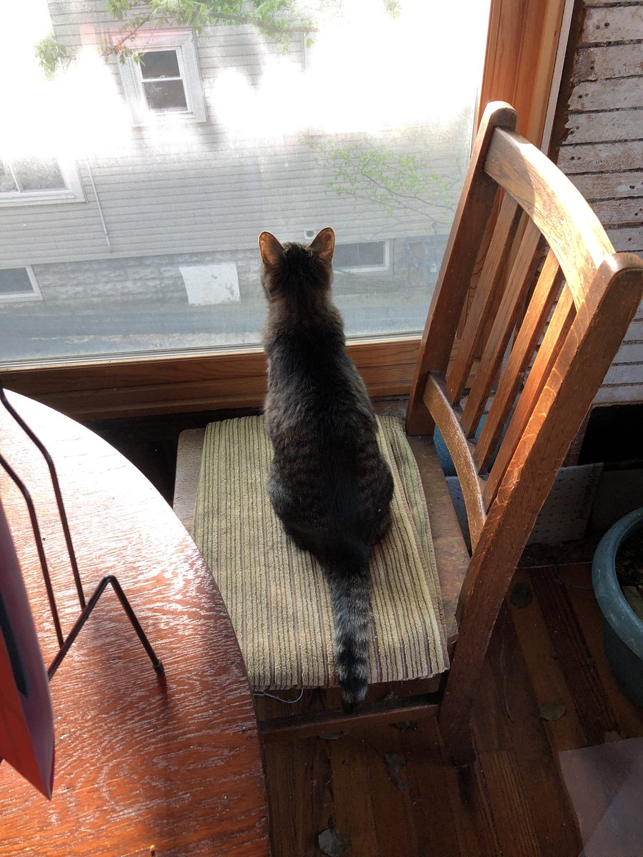 MaevieM's tweet photo. Mommy thinks that a chair near the window will distract me from sitting on her laptop whenever she leaves the room. We shall see... https://t.co/IpX4WooMVf
