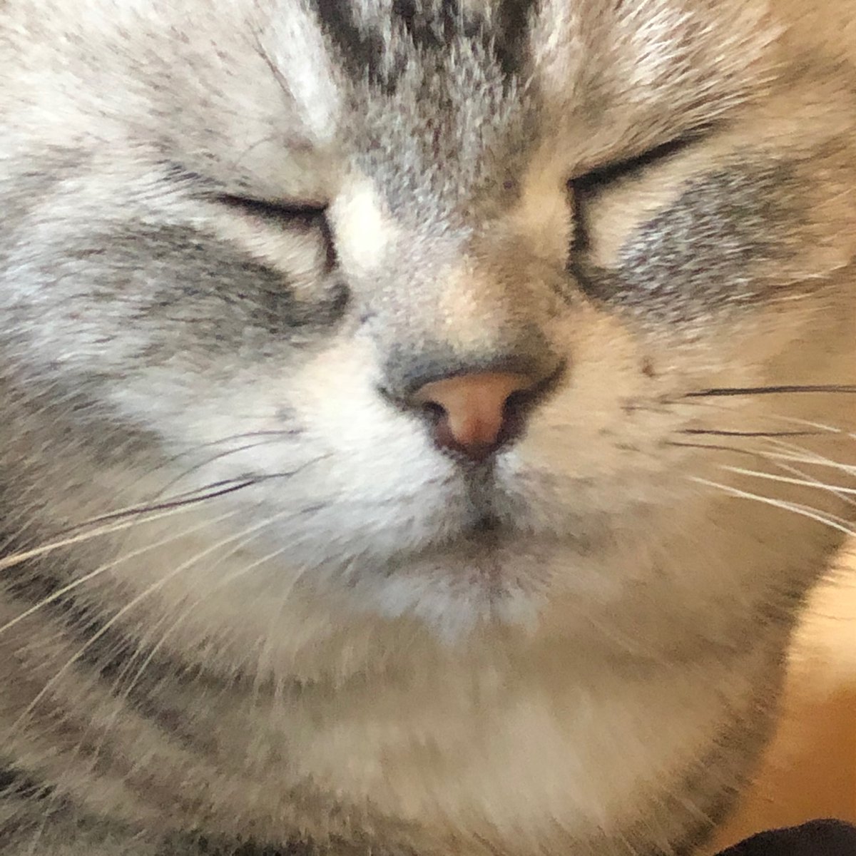 まぐろん A Twitter 同一人物 猫物 目がでかい