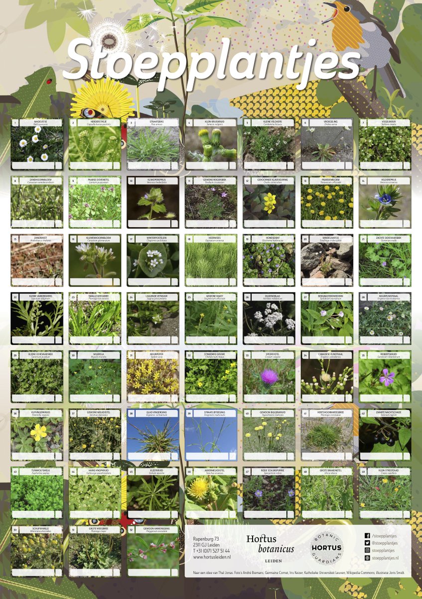 De educatieafdeling van de <a href="/hortusleiden/">Hortus Leiden</a> heeft een prachtige poster gemaakt met een overzicht van de meest voorkomende stoepplantjes! Handig om te bestuderen voordat je aan het #botanischstoepkrijten gaat. Download de poster via stoepplantjes.nl. #stoepplantjes