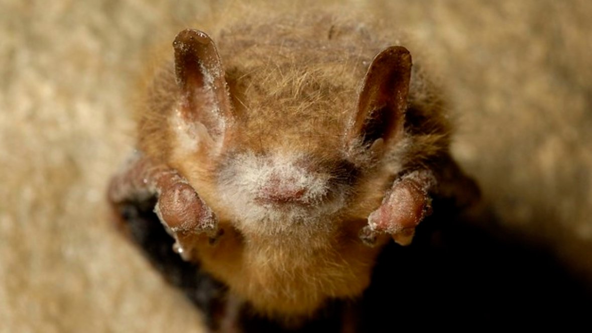 While humans from 210 countries face COVID-19, North American bats are facing a pandemic of their ownWhite Nose SyndromeWhat is this heckin white fuzz & what does it do to our wing floofs' snoots?A thread 1/ USFWS