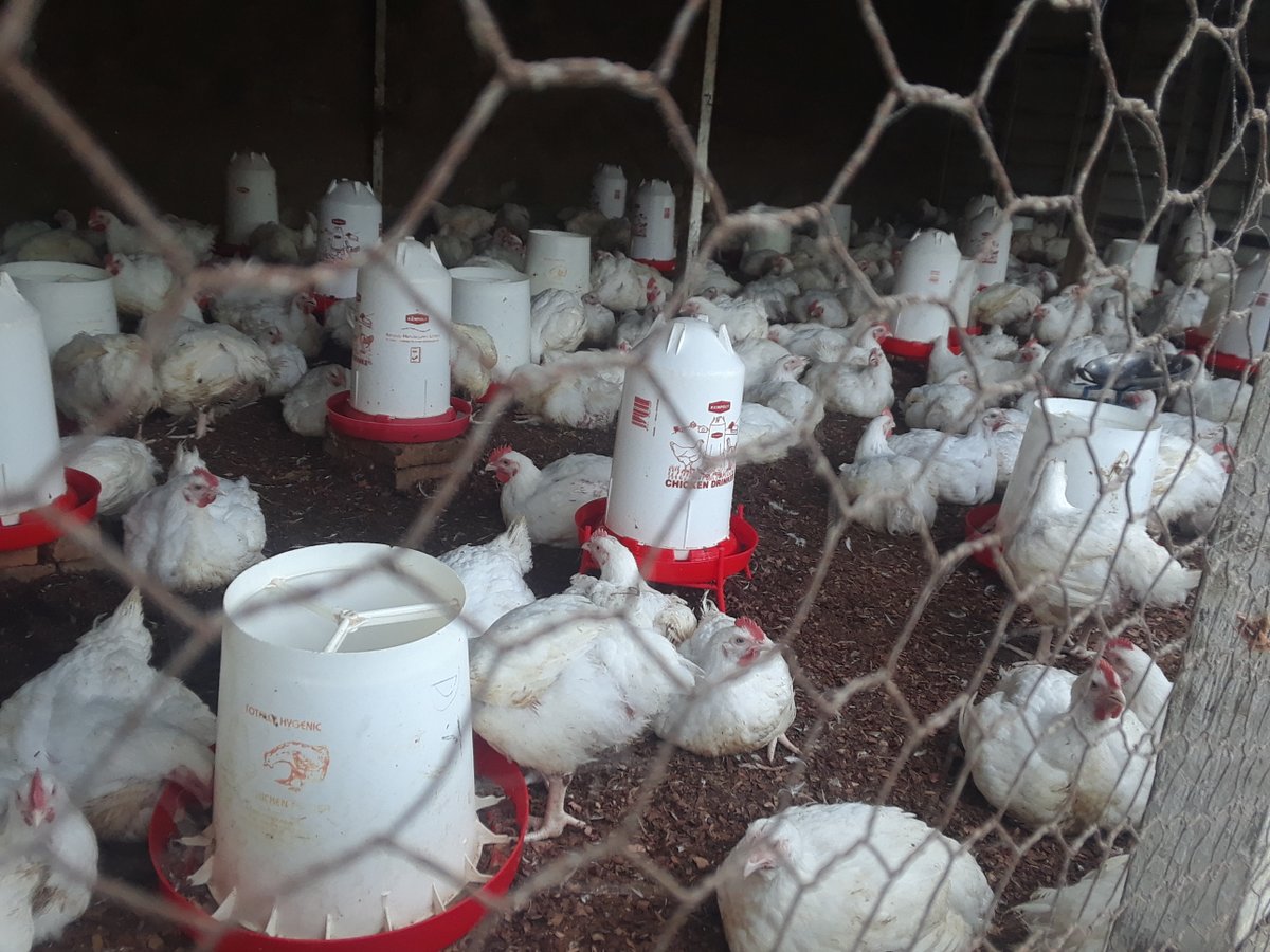 Arsène NTAMUSIGE (@arsenentamusig1) on Twitter photo Et aussi, des poulets de chaire. 4Kg . Commandez en, jusqu'à 400, au +243 997 250 228.
<a href="/innobuchu/">Innocent Buchu</a> <a href="/MulyangaLuc/">Jean-Luc Mulyanga</a> @akilimalisaleh <a href="/HilaireMaheshe/">Hilaire MAHESHE</a> <a href="/arsenebaguma/">Arsene Tungali</a> <a href="/ArseneAGOSSADOU/">Arsène Agossadou</a> <a href="/JfRuyange/">RUYANGE Jean-Fraterne 🇨🇩</a> <a href="/ProvidenceBara3/">Providence Baraka ☕</a> @akilimalisaleh <a href="/IITA_CGIAR/">IITA</a> <a href="/IITAKALAMBO/">IITA KALAMBO</a> <a href="/IITAYOUTHAGRIP/">IITA Youth Agrip</a> Et aussi, des poulets de chaire. 4Kg . Commandez en, jusqu'à 400, au +243 997 250 228.
<a href="/innobuchu/">Innocent Buchu</a> <a href="/MulyangaLuc/">Jean-Luc Mulyanga</a> @akilimalisaleh <a href="/HilaireMaheshe/">Hilaire MAHESHE</a> <a href="/arsenebaguma/">Arsene Tungali</a> <a href="/ArseneAGOSSADOU/">Arsène Agossadou</a> <a href="/JfRuyange/">RUYANGE Jean-Fraterne 🇨🇩</a> <a href="/ProvidenceBara3/">Providence Baraka ☕</a> @akilimalisaleh <a href="/IITA_CGIAR/">IITA</a> <a href="/IITAKALAMBO/">IITA KALAMBO</a> <a href="/IITAYOUTHAGRIP/">IITA Youth Agrip</a>