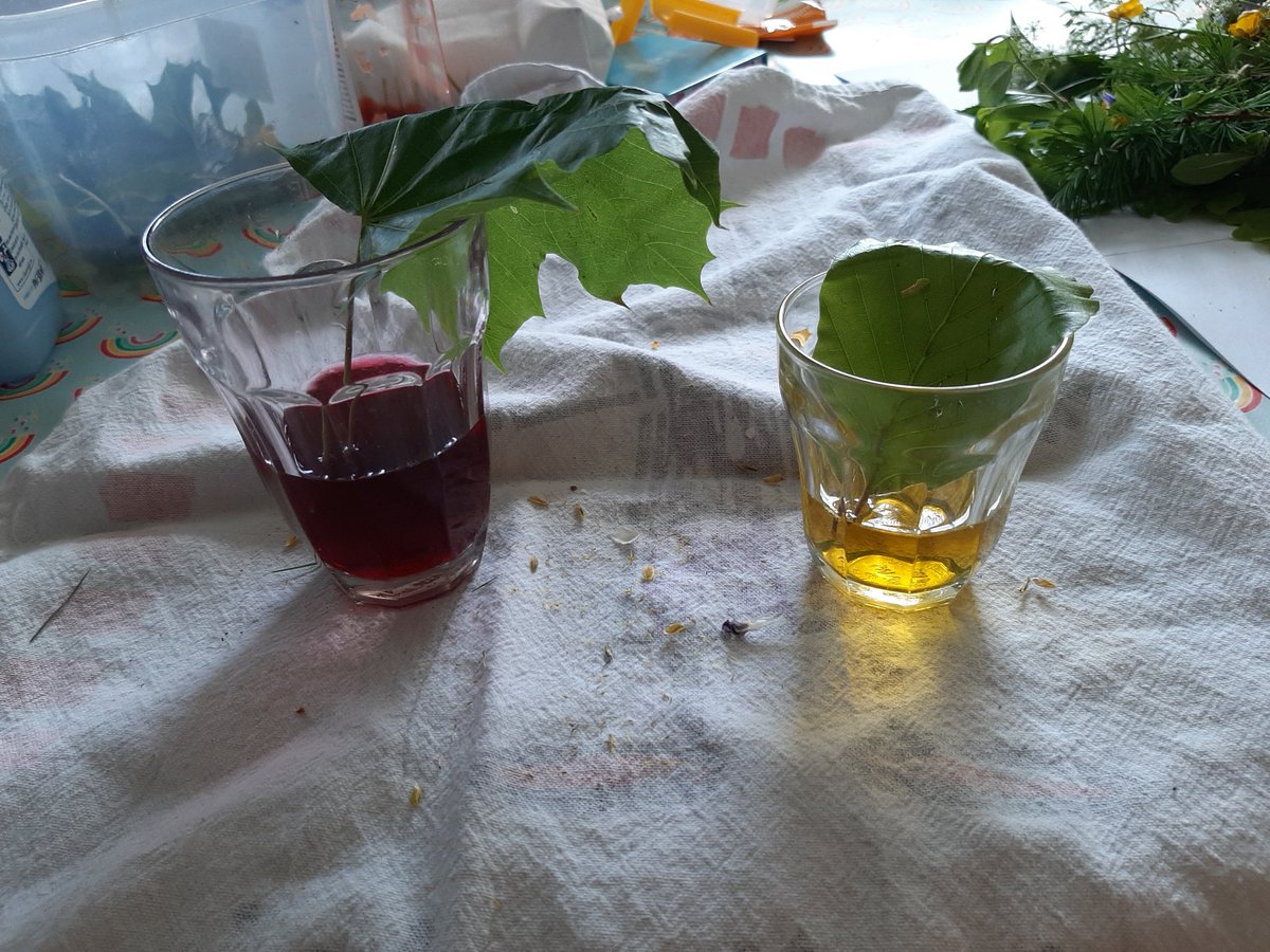 joanneaj39's tweet photo. @Class1C_ws cleos leaf experiment  and her 2 beautiful trees. She definitely has a flair for art this one 💜💙💚💛🧡❤ https://t.co/J4WrMFh7KE