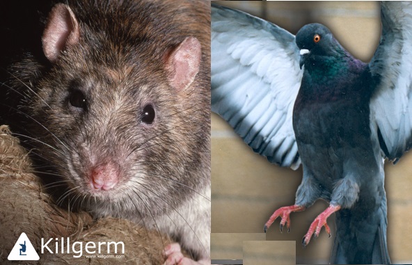 cleankilluk's tweet photo. Boris has told us to start going back to work. Businesses must be ready. #COVID19 is not the only #workplacedanger. #Pestcontrol helps stop other very nasty diseases.
Read Paul's latest #blog:https://t.co/l9eYlbvF7s
#covid19 #workfromhome https://t.co/BDhBXDLcH1