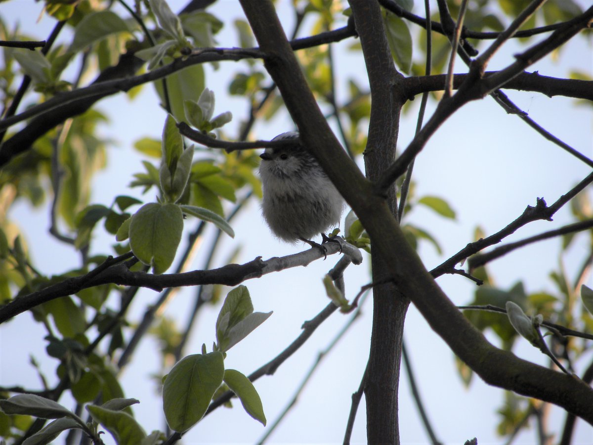 Lighthearted tree fun for all tree lovers out there. What is you favourite tree and why? 
<a href="/ITF_Worldwide/">International Tree Foundation</a> @nicholsonsgb <a href="/GrowninBritain/">Grown in Britain</a> <a href="/TheICF/">Institute of Chartered Foresters</a>  
<a href="/ForestryEngland/">Forestry England</a> <a href="/forestsandwood/">Confor</a> <a href="/SylvaFoundation/">Sylva Foundation</a> <a href="/HTAnews/">HTA News</a> <a href="/EcosystemsNet/">Ecosystems Knowledge Network</a>  internationaltreefoundation.org/favouritetrees…