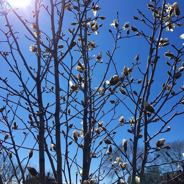 rwestonliterary's tweet photo. I have been enjoying my early morning walks before the baby is up. These moments of calm make me feel energized for a full day of editing manuscripts and playing with Rose. #earlymorningwalk #makingmehappy https://t.co/QQHxiy2uAB
