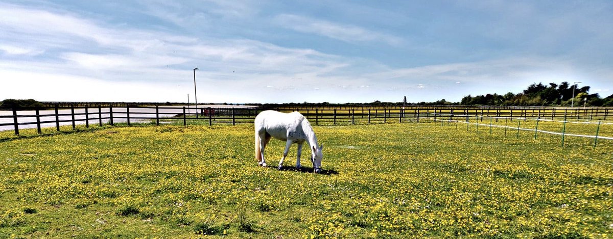raecti's tweet photo. Sunshine &amp; chilled days 🐴❤️ #sunshine #chilling #chilltime #chilling #humanshorseshappiness https://t.co/L59kGZW9Kr