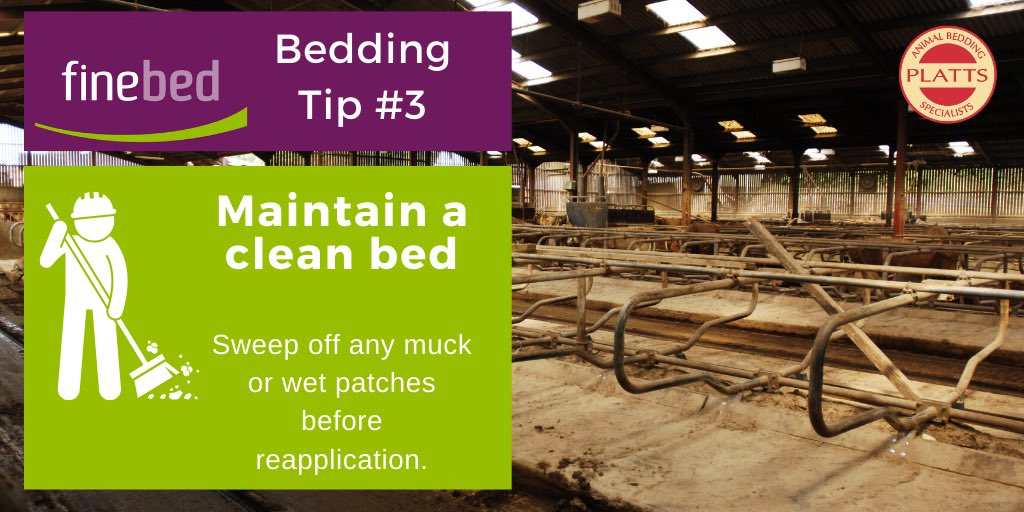 PlattsBedding's tweet photo. Finebed tip 3️⃣! 🌟

Maintain a clean bed! What’s the point in fresh sawdust on a mucky cubicle?! 

Pay special attention to sweeping down the dirty beds before reapplication- whether by hand- or using a nifty cubicle bedder! 🧹 

#beddingtips https://t.co/6C3GjiZbmk