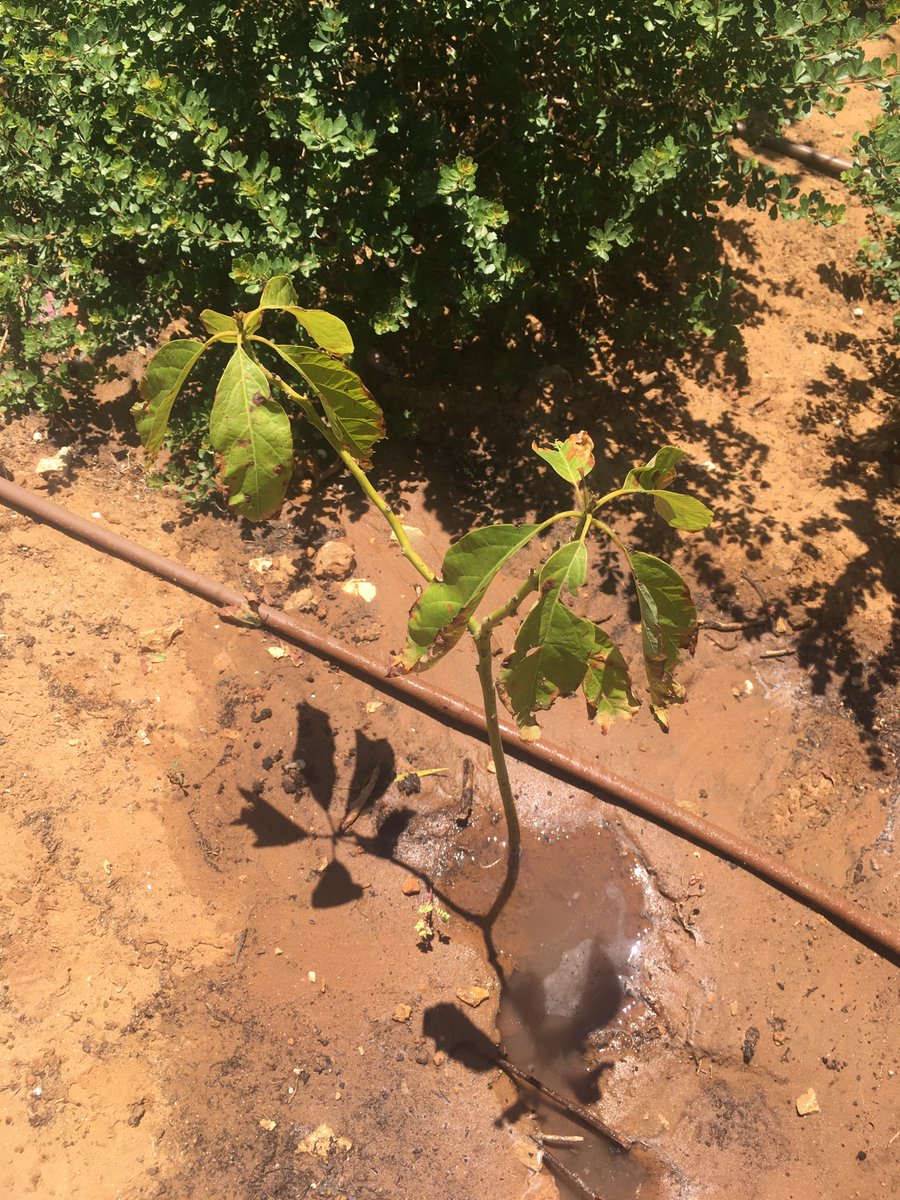 The decline and fall of last year’s avocado empire. Hoping at least the one at my parents’ makes it but frankly it seems to be suffering too (suspected salt burn? Tried to give it a long deep water but who knows what will happen)