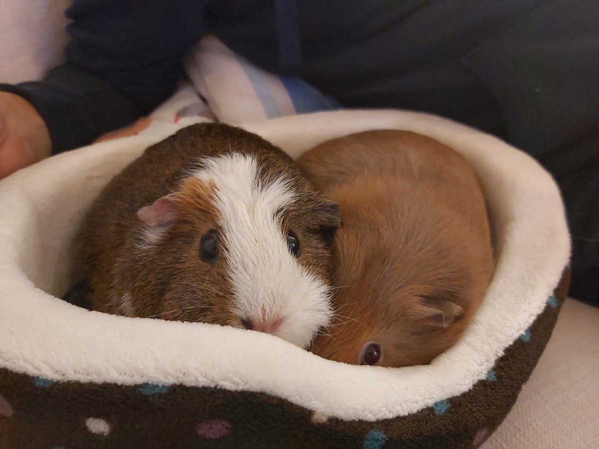 Wed 13 May (Day 42 working from home)For Christmas, I bought the squad a cosy bed, and my camera is full of pictures of them all snuggling up in it - here& #39;s Cleo and Oro!   #PigOfTheDay