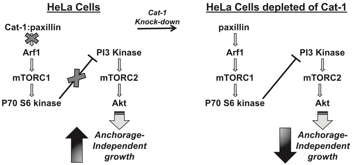 Cervical cancerYoo et al. show that Cat-1 leads to aggressive cancer-associated tumor growth phenotypes, including metastasis due to its association with the protein paxillin, causing disruptions in the PI3K/AKT/mTOR pathway. http://dx.doi.org/10.1074/jbc.M116.769190