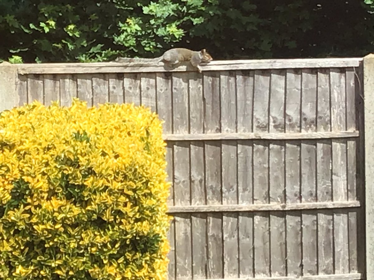 KarenFi51820768's tweet photo. Had a visitor again today but he was keeping his #SocialDistancing 😂😂 my mate the #squirrel enjoying the sunshine and getting a pin all over #facetan 😂😂😂@shez @MissingPetsGB he’s back 😂😂 https://t.co/ZPmTLG7D66