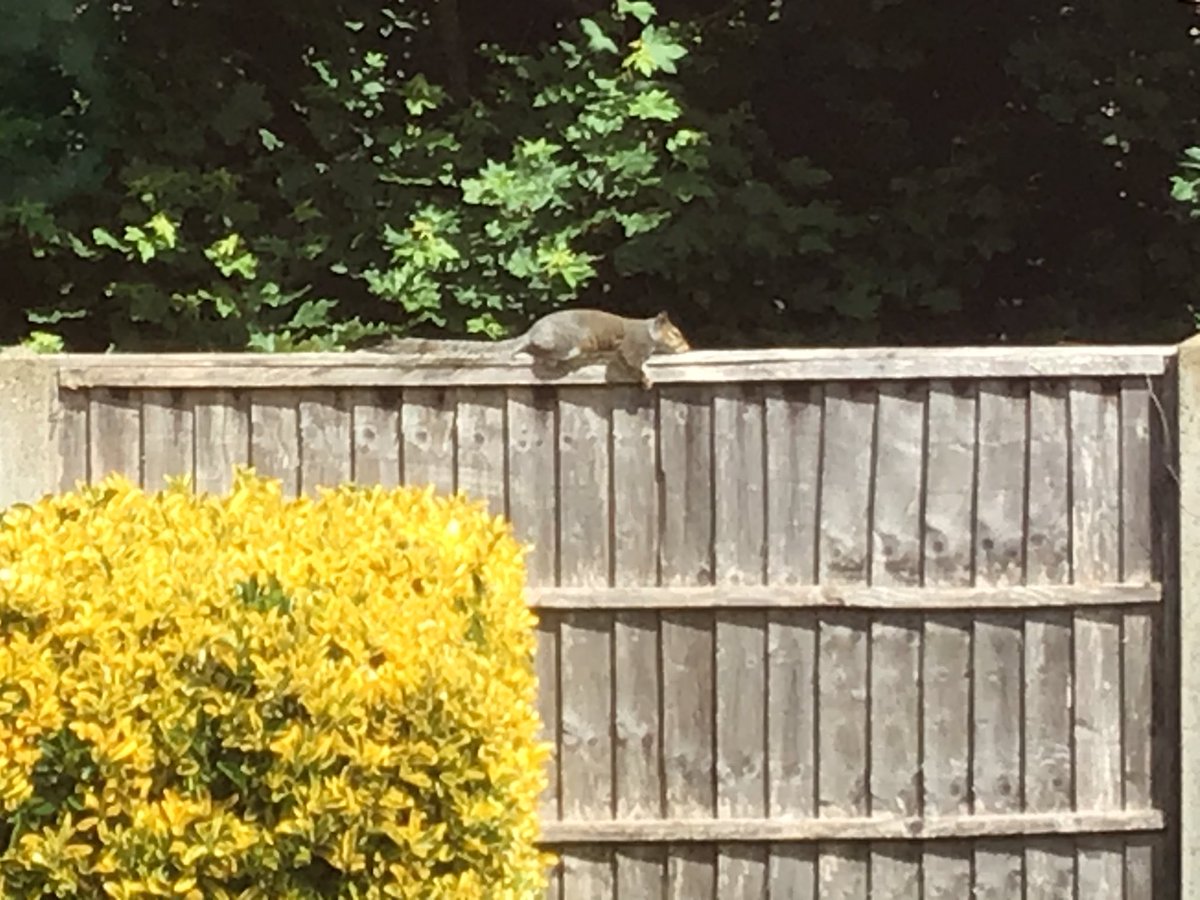 KarenFi51820768's tweet photo. Had a visitor again today but he was keeping his #SocialDistancing 😂😂 my mate the #squirrel enjoying the sunshine and getting a pin all over #facetan 😂😂😂@shez @MissingPetsGB he’s back 😂😂 https://t.co/ZPmTLG7D66