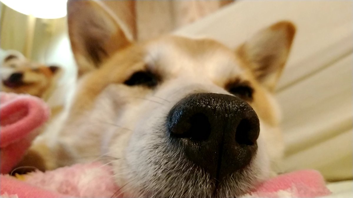 ren_chay's tweet image. #snootaboop 

うふふ…♡