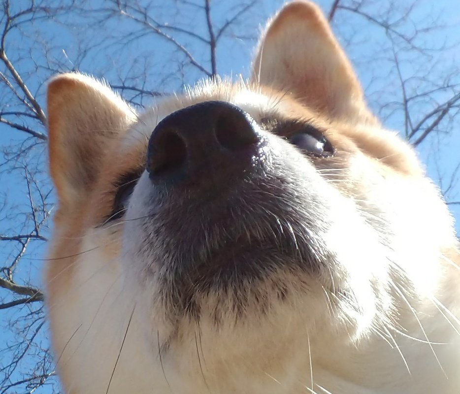 ren_chay's tweet image. #snootaboop 

うふふ…♡