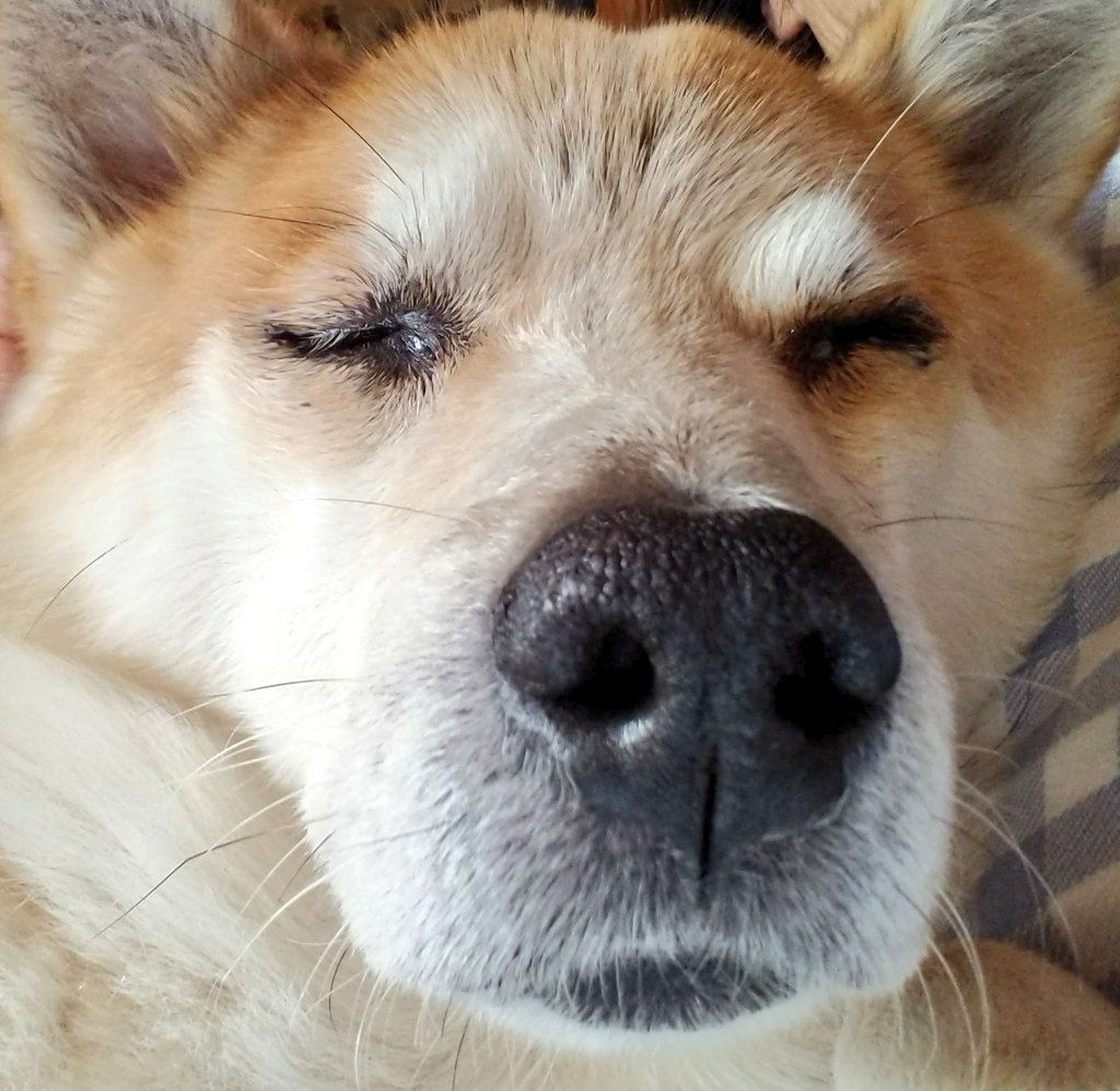 ren_chay's tweet image. #snootaboop 

うふふ…♡