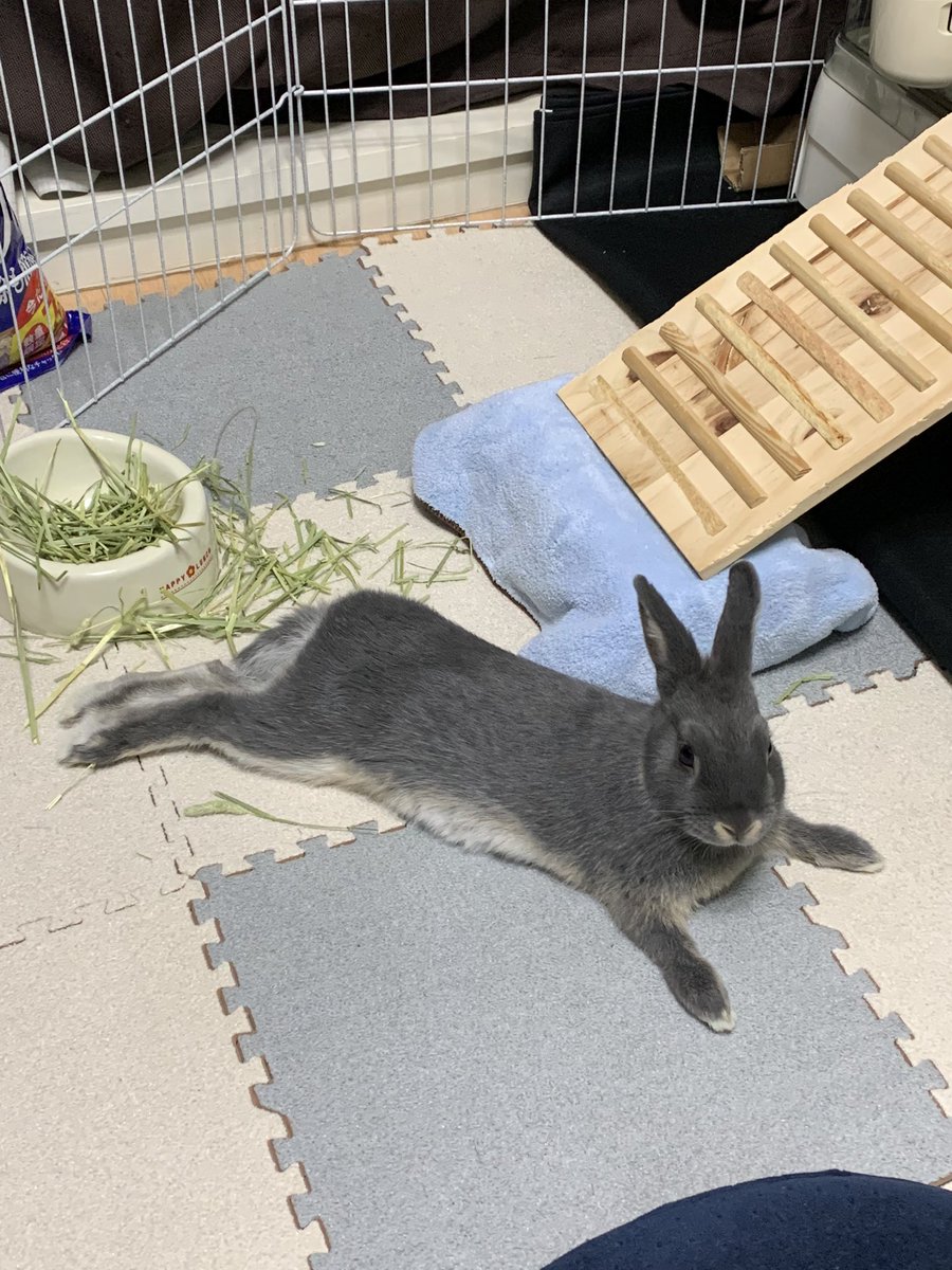 ろき ろき先生お寛ぎ中 ケージのレイアウトをブラッシュアップしました 上下の動線が更に広がってスペースができた気がする うさぎ ネザーランドドワーフ うさぎ好きさんと繋がりたい くつろぎ中 Diy