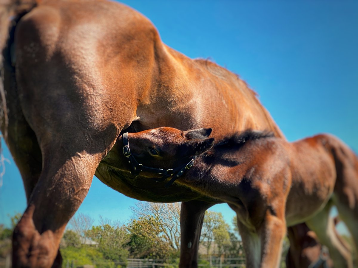 LisaMMeyler's tweet photo. Lunchtime chats with the gals #workingfromhome #MotherNature #foalseason https://t.co/TV9gx8YWED