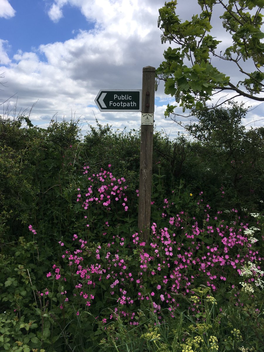 #RoamSweetHome Super lunchtime circular walk from home up to Wiggle, then down this footpath and back along the top road with views across to Whitsand Bay in one direcion and the Mews Stone and Plymouth Breakwater in the other.  So much to spot in the hedgerows at the moment.