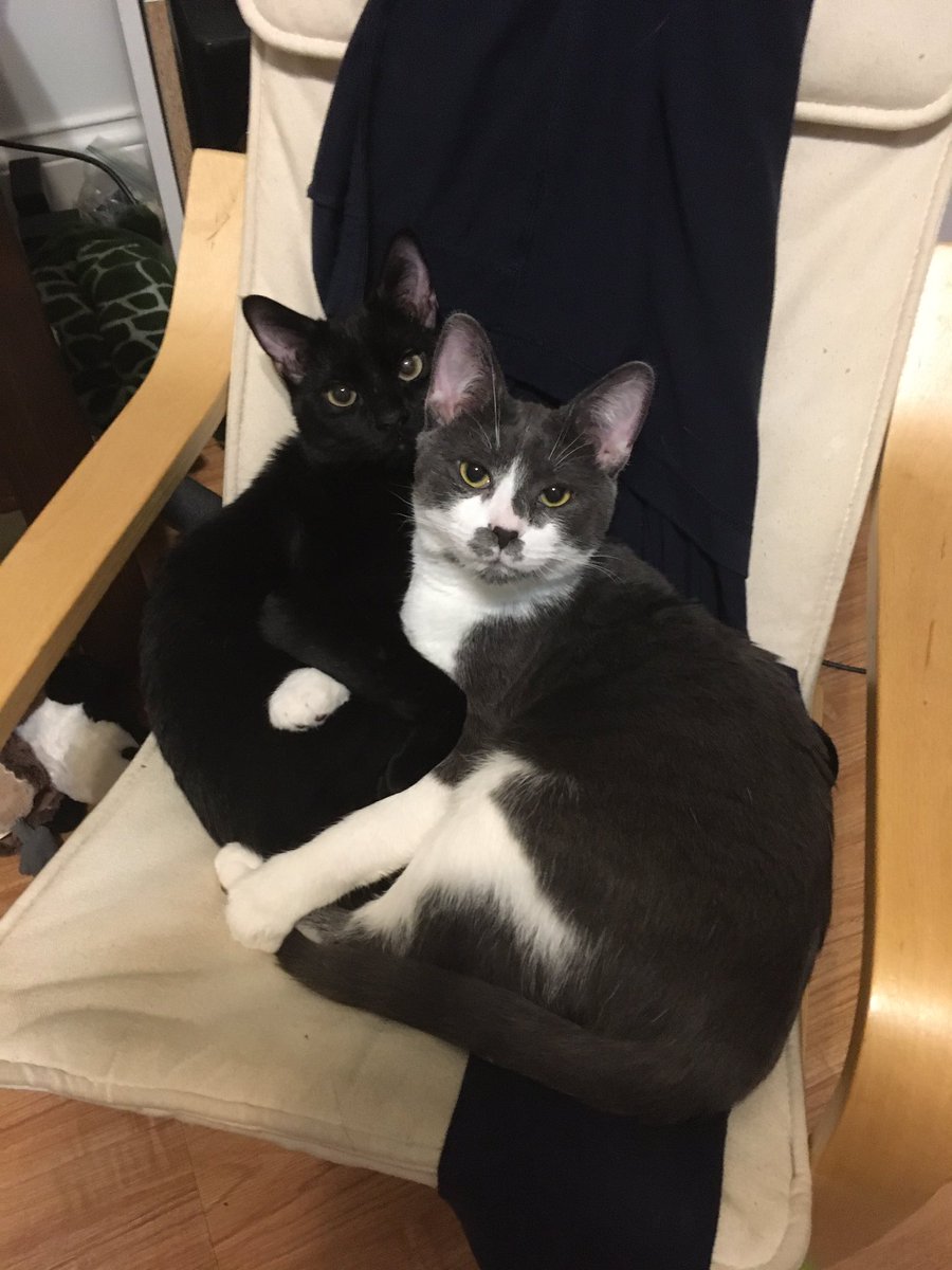 JessicaChen100's tweet photo. Deneen Virtual Spirit Day #3: Share a picture of your family. When I am not at Deneen I stay-at-home with my husband, our two sons, my mother-in-law and our two cats. #DeneenElementary https://t.co/DAwzY2CFYr