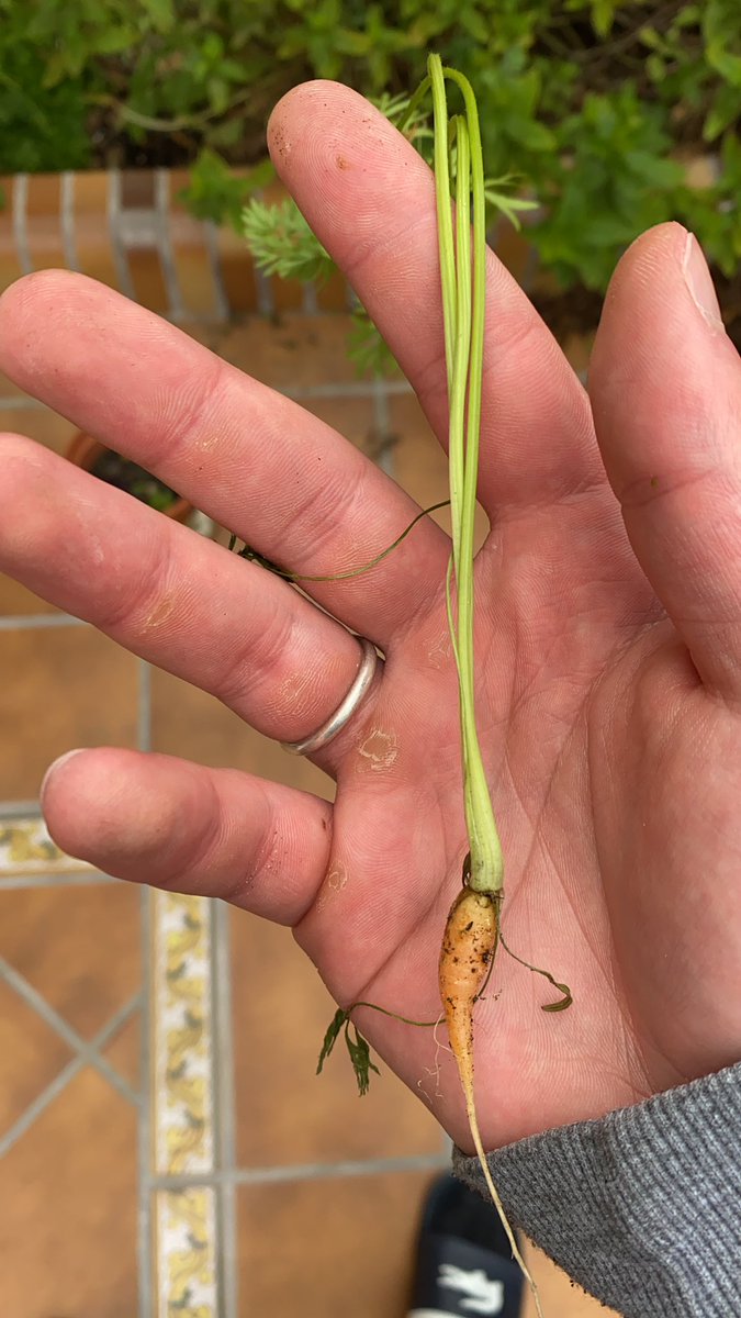 plante con mi padre zanahorias hace 8 meses o asi y hoy mi madre dice cogelas bueno pues mi madre no a comprao zanahorias porque ibamos a dacar un monton. adjunto foto de la cosecha