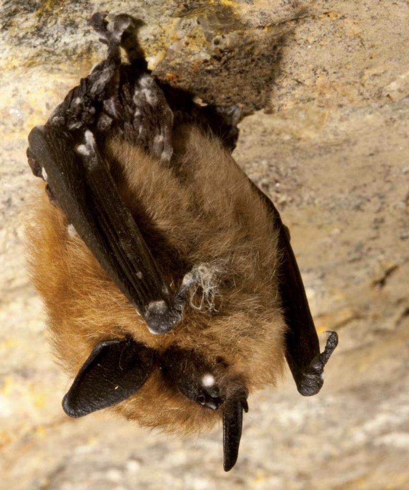 The common name is kinda cute, but the scientific name is foreboding: Pseudogymnoascus destructans (Pd)It is a fungus that grows on exposed bat skin while they're hibernating, which includes their noses, feet, & wings 2/Ryan von Linden / NYDEC