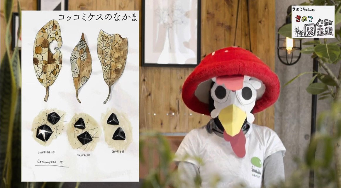 StudioPEN1's tweet photo. コッコ、、、ミケス？？

https://t.co/5vbKUcTDEb https://t.co/fbXXF8EfMR