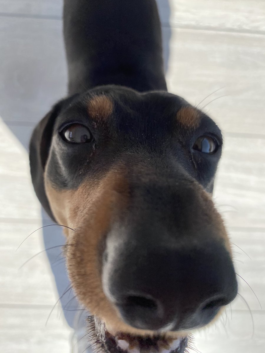 FurterMr's tweet photo. @LongfellowPlace @Daxivillan @daxijacklove @dzini04 @JulesAllenxx @PippinPipsqueak @moosecoffeechi @Lisettedebont @PaulaTheSausage @Jacks641 @jackiewhitting5 @TwoHappyDachs @SlinkyDog10 @DogSchmutz @ZenWeenie @lwhite2112 My action word is “kissing”
Smaaaackeroon just for y’all
I’m doing this wrong 🐾🐾 (my human can’t figure out twitter at the best of times🧐) - my word is “barp” show us your backsides boys and girls #babysgotback https://t.co/bHY5cU0T5k