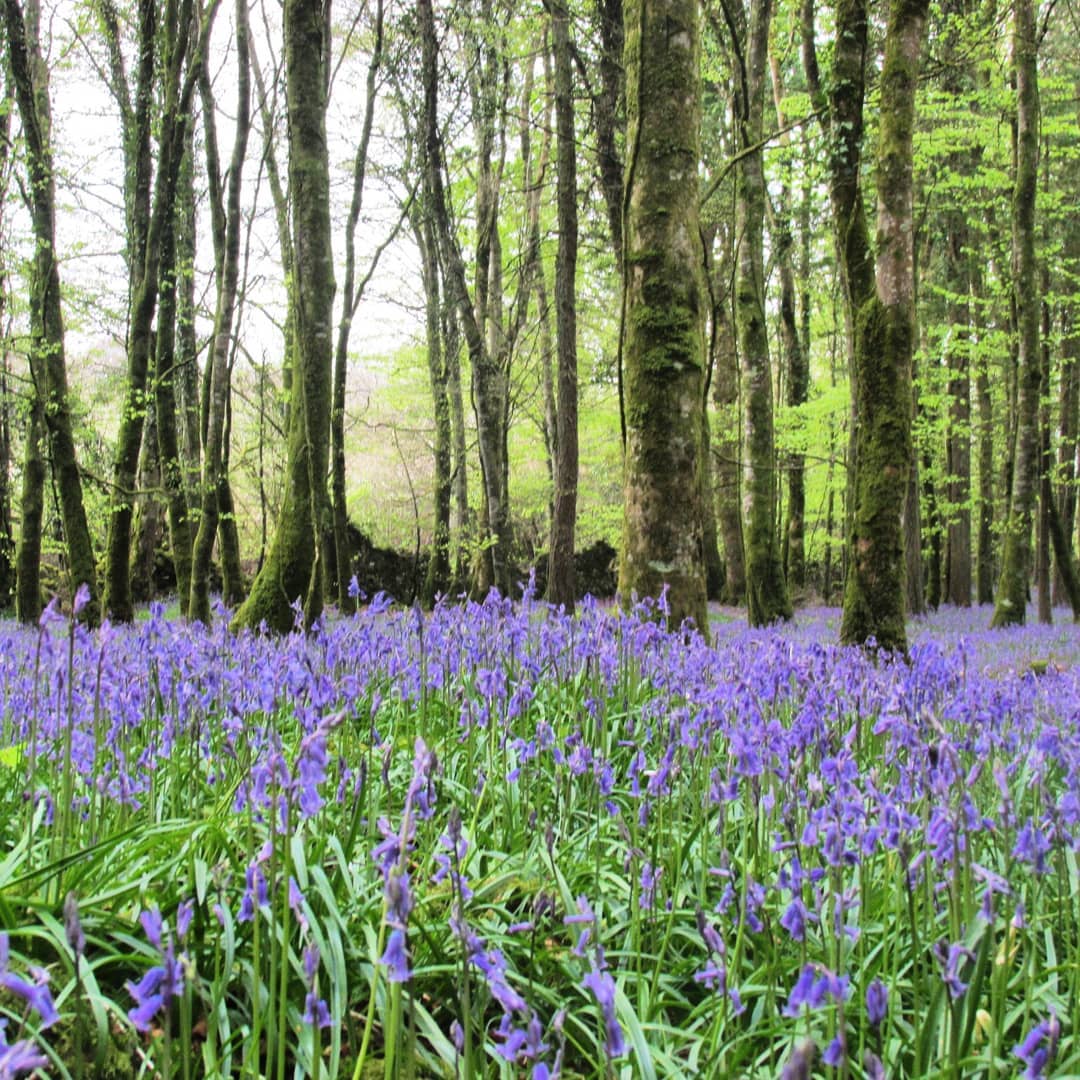 Ireland's Hidden Heartlands tweet media