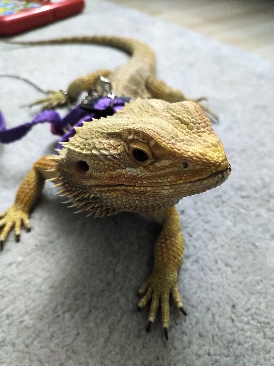 MayorsReport's tweet photo. @chrissyteigen This is our 2nd one...we love them.  They can bond with people just like a furry pet. Please consider looking at reptile rescue. https://t.co/1kgOCBHNcZ