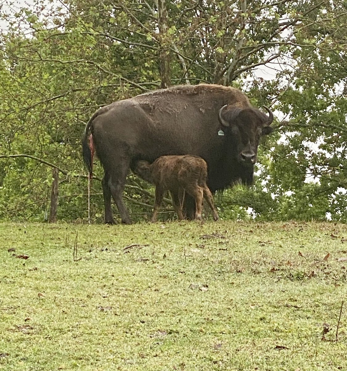 plzoobranson's tweet photo. New baby Bison at the Eureka Springs Safari Park. Come say hi to mama and her new calf in the Drive Thru.  https://t.co/rkMfsYbLEa https://t.co/Io9wiJy5c3