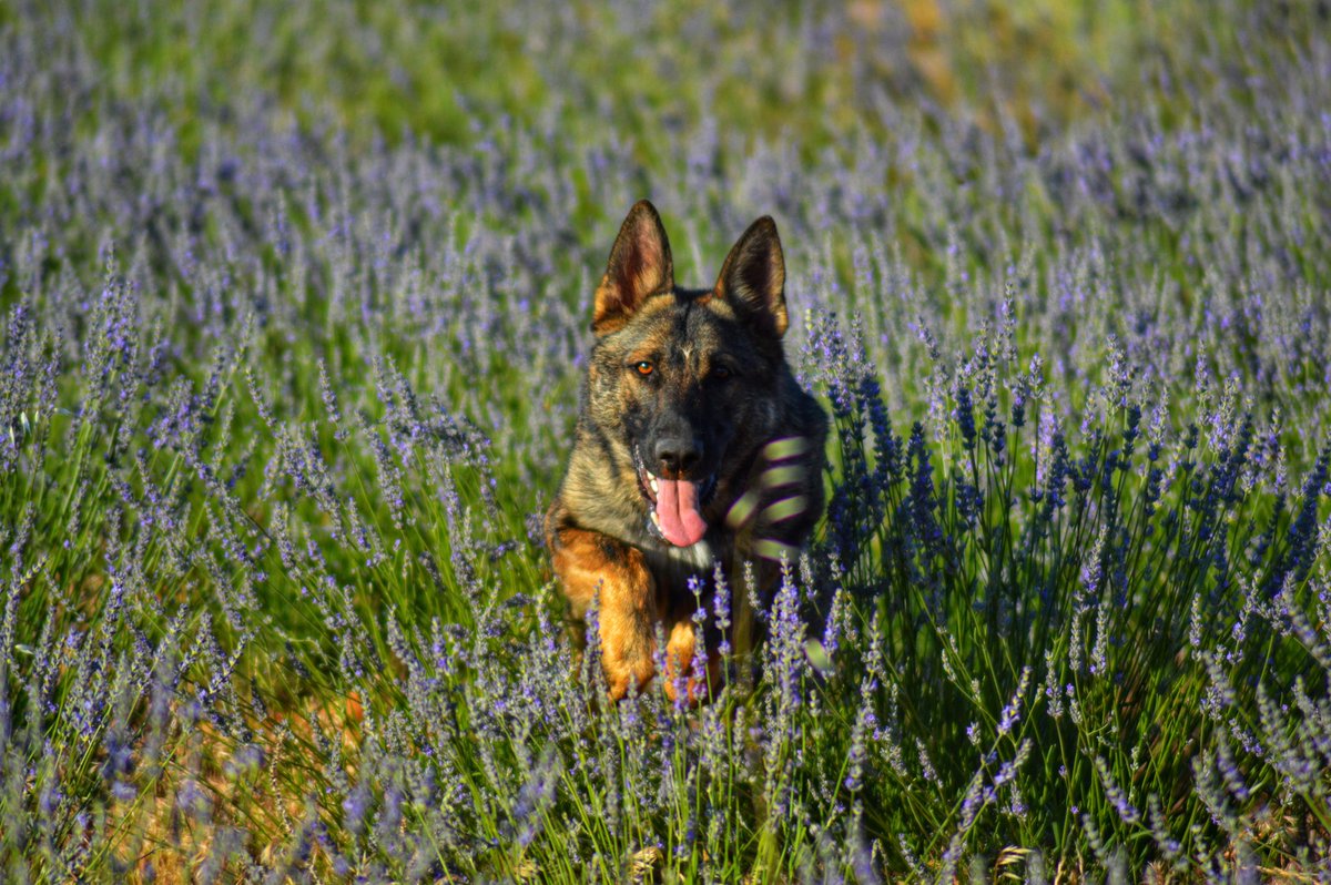 AgricultorCast's tweet photo. Éste era mi perro, el perro más bonito del mundo. Se llamaba Haller. Era inteligente, noble, activo y cariñoso. Era un pastor alemán de línea checoslovaca. Un fiera de lo más bueno del mundo. H https://t.co/8a4ZIEBA1f