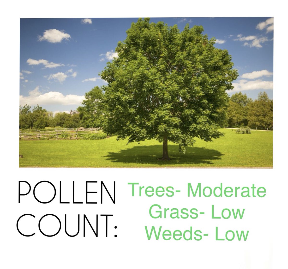 BVAAClinics's tweet photo. We are well into pollen season. You may be experiencing symptoms even if you aren’t going outside much as the outdoor pollens can come inside. Time for some spring cleaning of your home and pets! https://t.co/0dnTSvjxE5