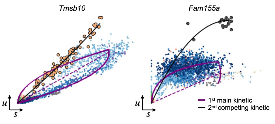 scVelo 0.2 is out ! Amongst others with
- new vignettes to facilitate interpretation of RNA velocities
- likelihood-ratio test for differential kinetics
- largely extended plotting functionality
with great contributions from S. Peidli, V. Marot &amp; the GitHub community.
