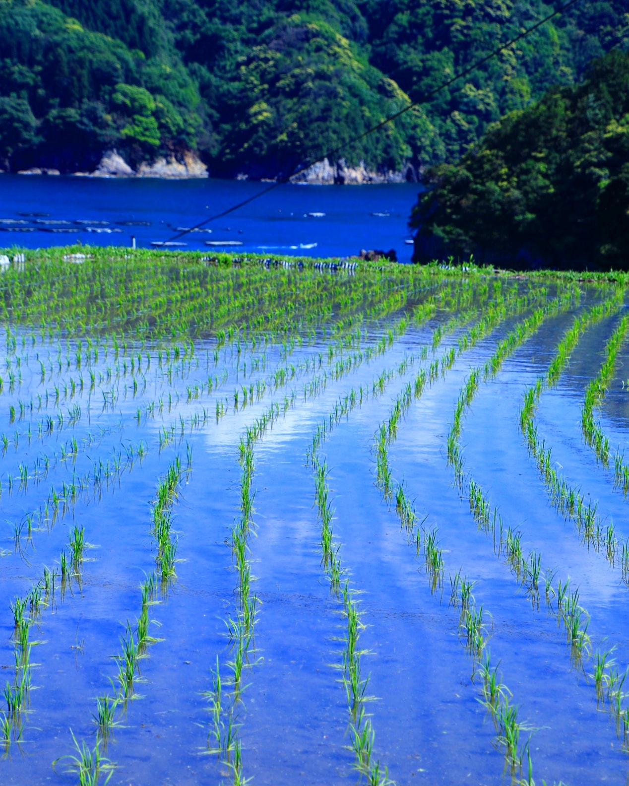 京都もよう Kyoto Moyou 福井県 日引の棚田の田んぼと海 青空の映る田んぼ 05 13撮影 田んぼ 田んぼと空 日引の棚田 日引 福井 リフレクション 青空 リフレクションのある景色