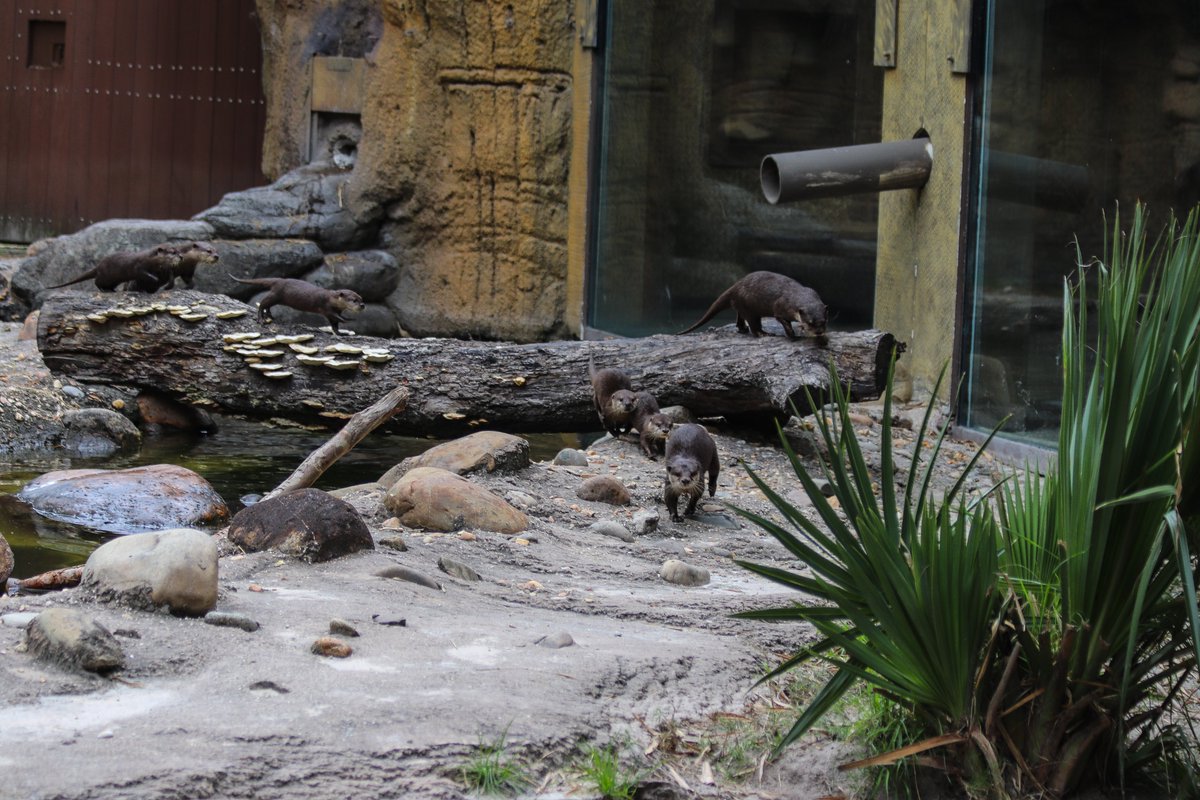 Check in on your favorite Asian small-clawed otter family!

We're still #BringingTheZooToYou with our Youtube live cams:
youtu.be/adnozZ2L_dY

Photo by Janel J, Senior Mammal Keeper