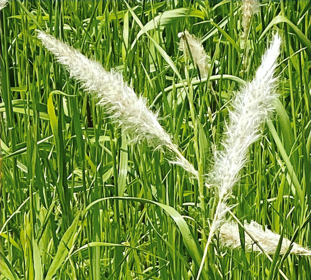 itimatuya_matoi's tweet photo. また
いっぱい
あそぼうね
花言葉:「こどもの守護神」
「みんなで一緒にいたい」
#風景
#風景写真
#チガヤ
#千茅
#landscape
#landscapephotography
#chigaya
#childguardian https://t.co/TZ6FVkGDsO