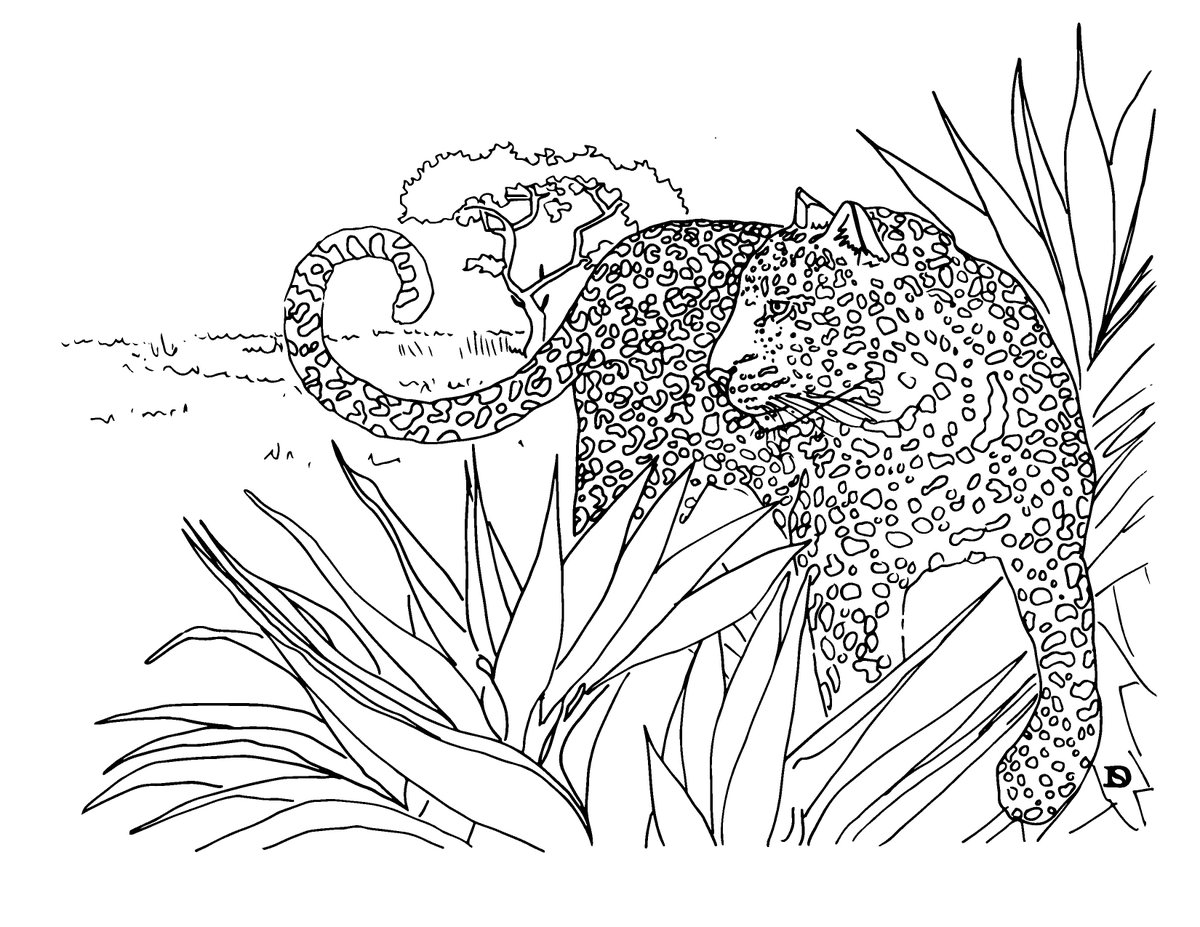 Cape Leopard Trust (CLT) tweet media