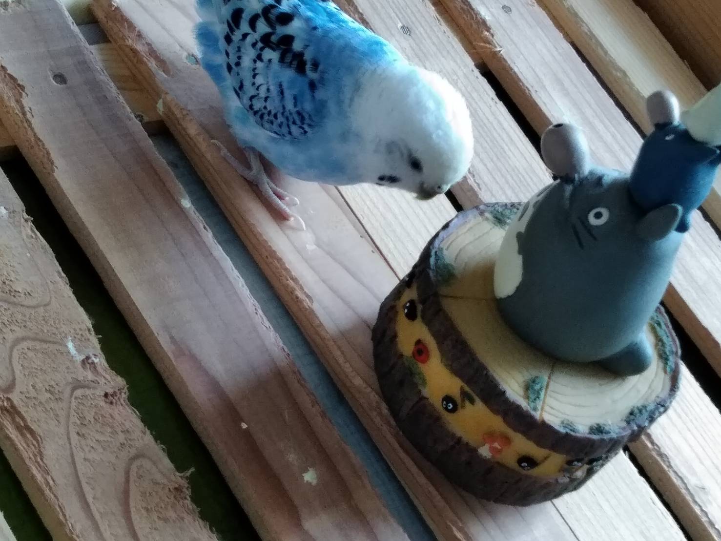 罠菜 山川夏菜 トトロ ピンチ セキセイインコ インコ 鳥 ブルーオパーリン ペット クック 青い鳥 青い 幸せ 幸せの青い鳥 オパーリン トトロ となりのトトロ オルゴール トトロオルゴール オカリナ ピンチはチャンス 危機 Bird