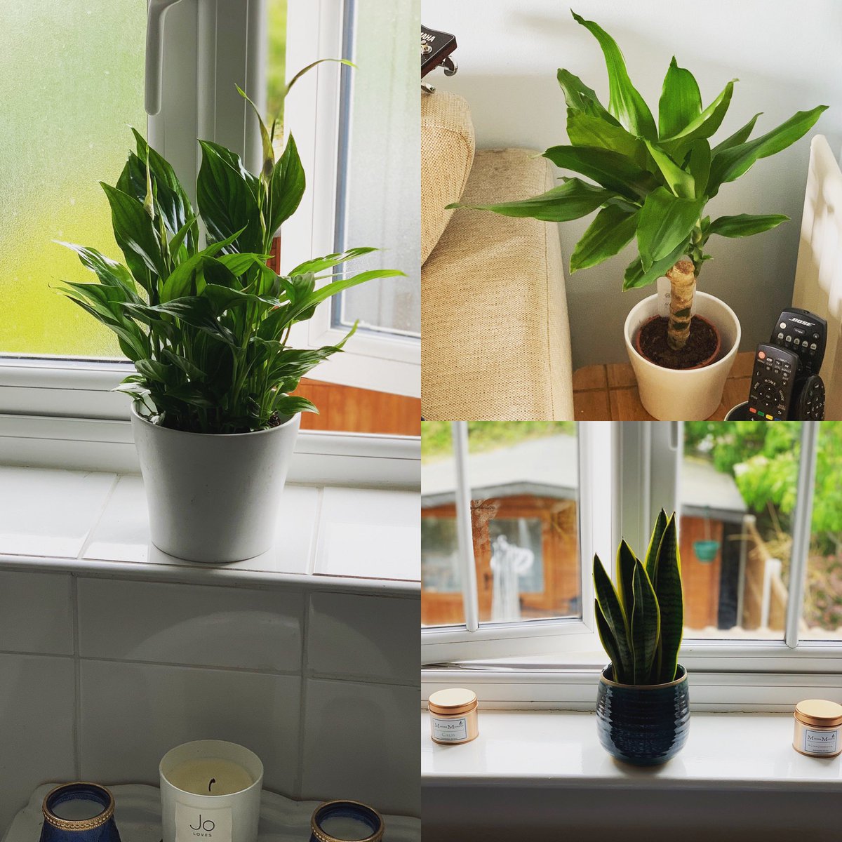niallsheehy's tweet photo. Thanks @patch_plants for the safe delivery. The house is spruced up nicely.....and now we play โHow Long Does It Take Niall To Kill The Plants...?โ #PatchPlants #PeaceLily #Sansevieria #Dracaena https://t.co/QKp0U5sRJZ