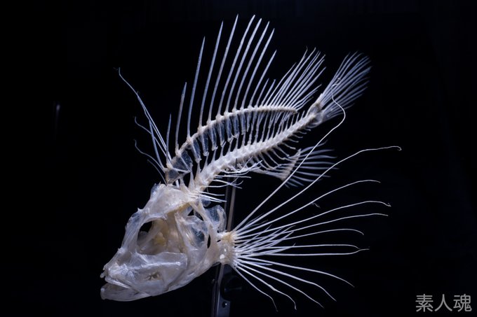 Popular Tweets Of 素人魂 いたちょ 3 Whotwi Graphical Twitter Analysis