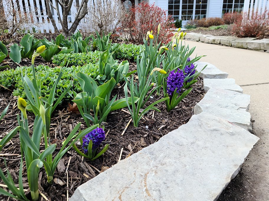HighPointInn's tweet photo. It looks like these beauties have decided to finally make their appearances! #springflowers #springisthatyou #doorcounty https://t.co/q028RC8JYi