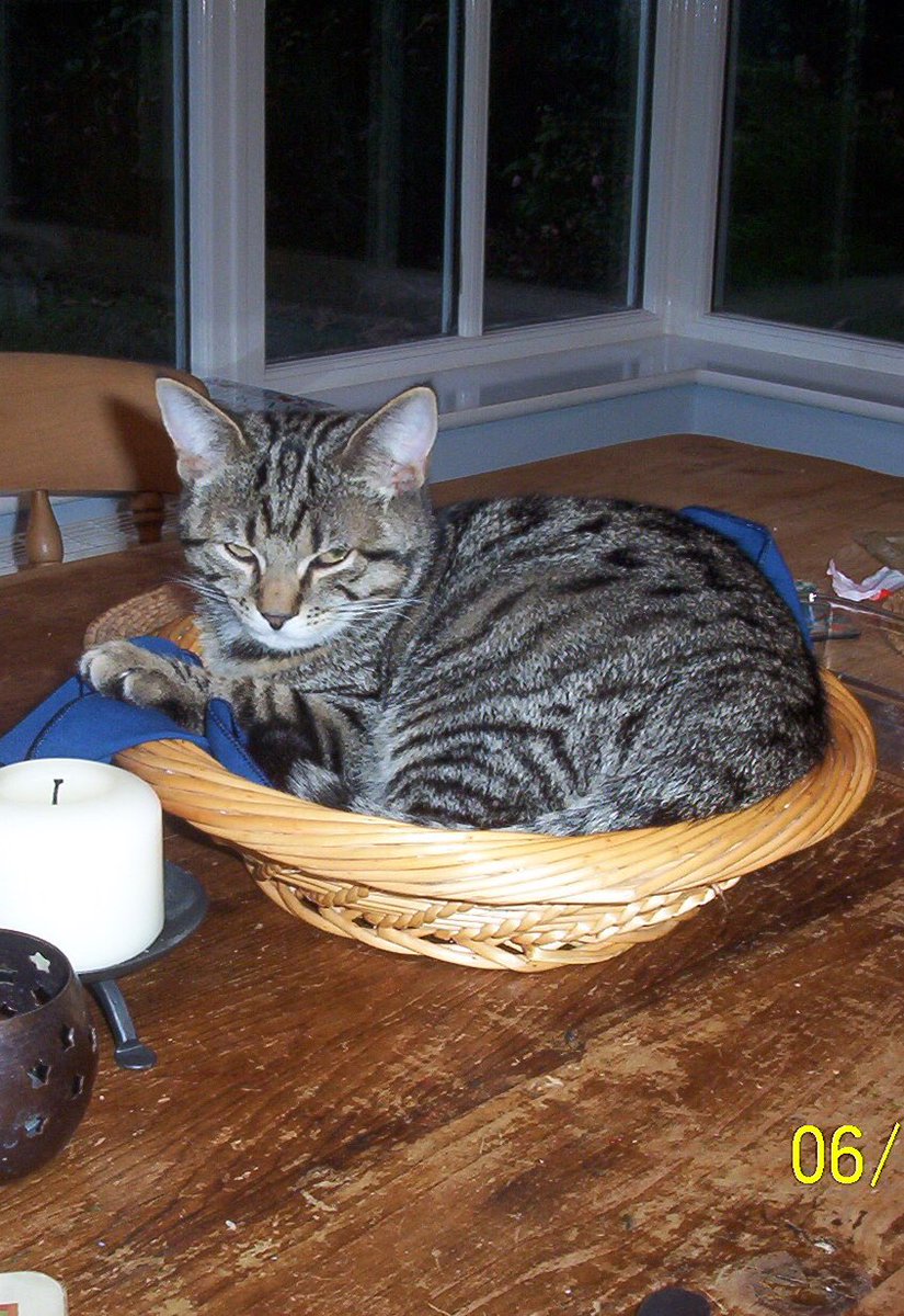 rushlotte's tweet photo. Same basket, same table, same cat, 15 years later https://t.co/xpb5Gs5utl