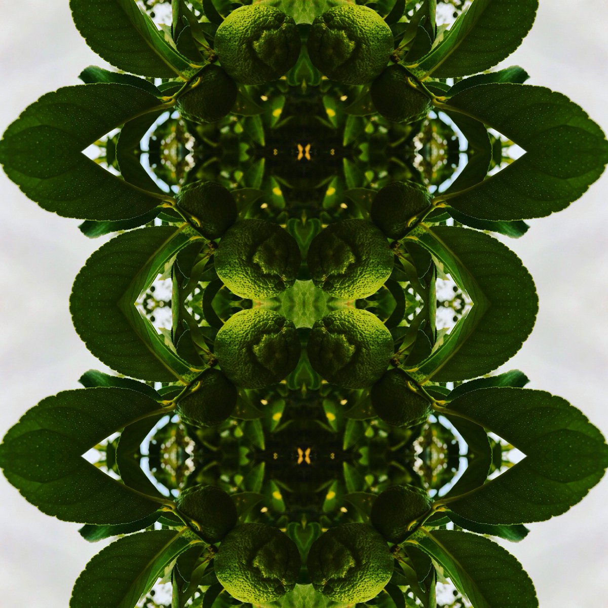 AuroraElysium's tweet photo. Lime-Time-Portals 

#mirroredphoto #limetime #arte #lemomlime #limetree #nature #mirroredart #psychedelicart #abstractphoto #timeportals #cosmicconsciousness #art #ArtistOnTwitter #VisionaryArt #RhiLea #artarthome #ArtPhoto https://t.co/SitG7G2BSQ