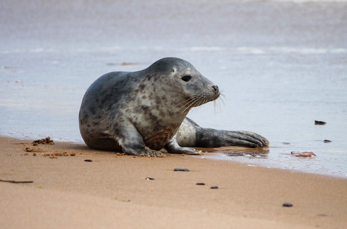 SaltwaterlifeUK's tweet photo. Checked on this seal in my role as @BDMLR volunteer a few days ago.
Happy to report, a very healthy individual just enjoying a rest away from the main haul-out site.
.
.
#seal #sealcheck #bdmlr #marinemammal #marinemammalmedic #volunteer #marinelife #saltwaterlifeuk https://t.co/pQHgi9Tu2v