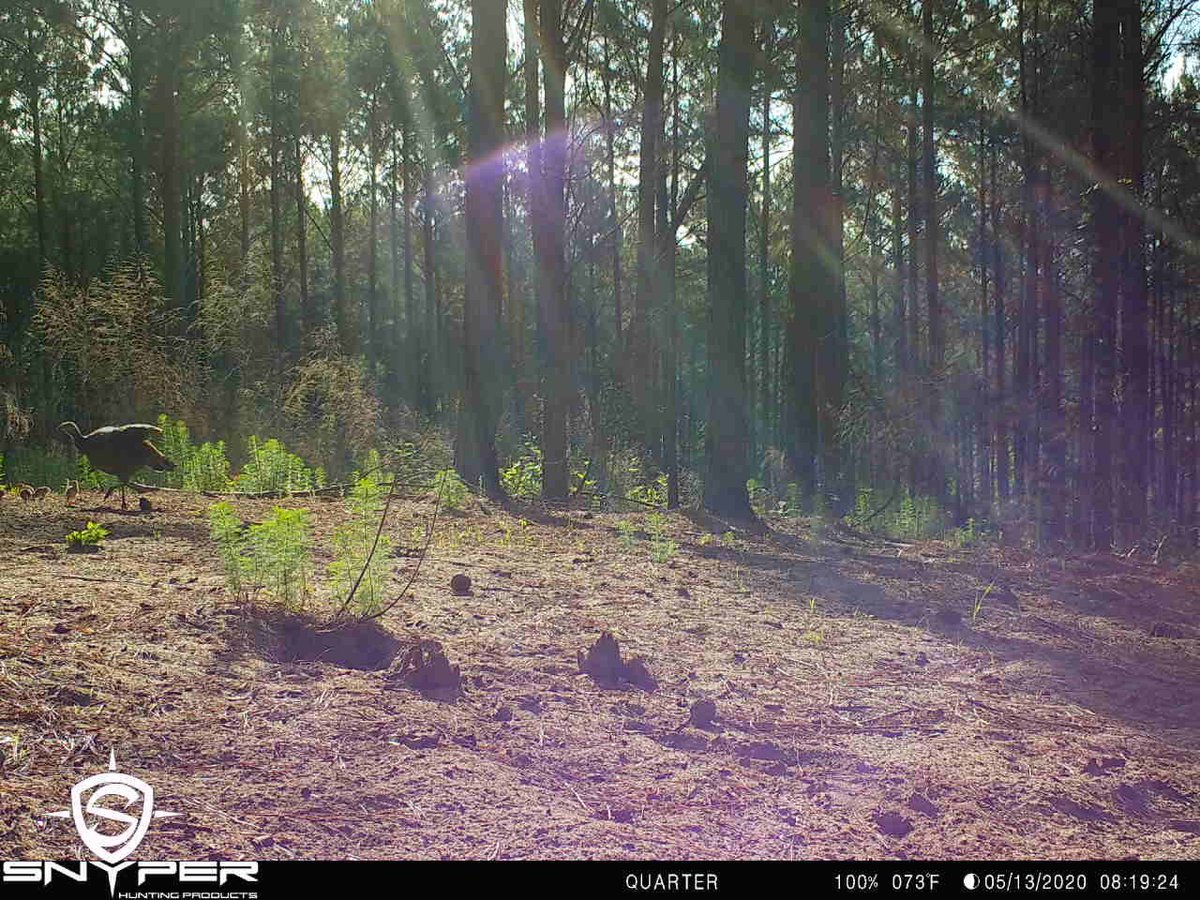RidgeRockHuntCo's tweet image. Babies on the ground in Mississippi!! My trapping is paying off! @NWTF_official @wildturkeydoc @DrShortSpur @WildTurkeyReprt @HuntingSnyper #nwtf #trapper #predatorcontrol #savethehabitat #savethehunt  #wildturkeyreport #bowhunter #turkeyhunting