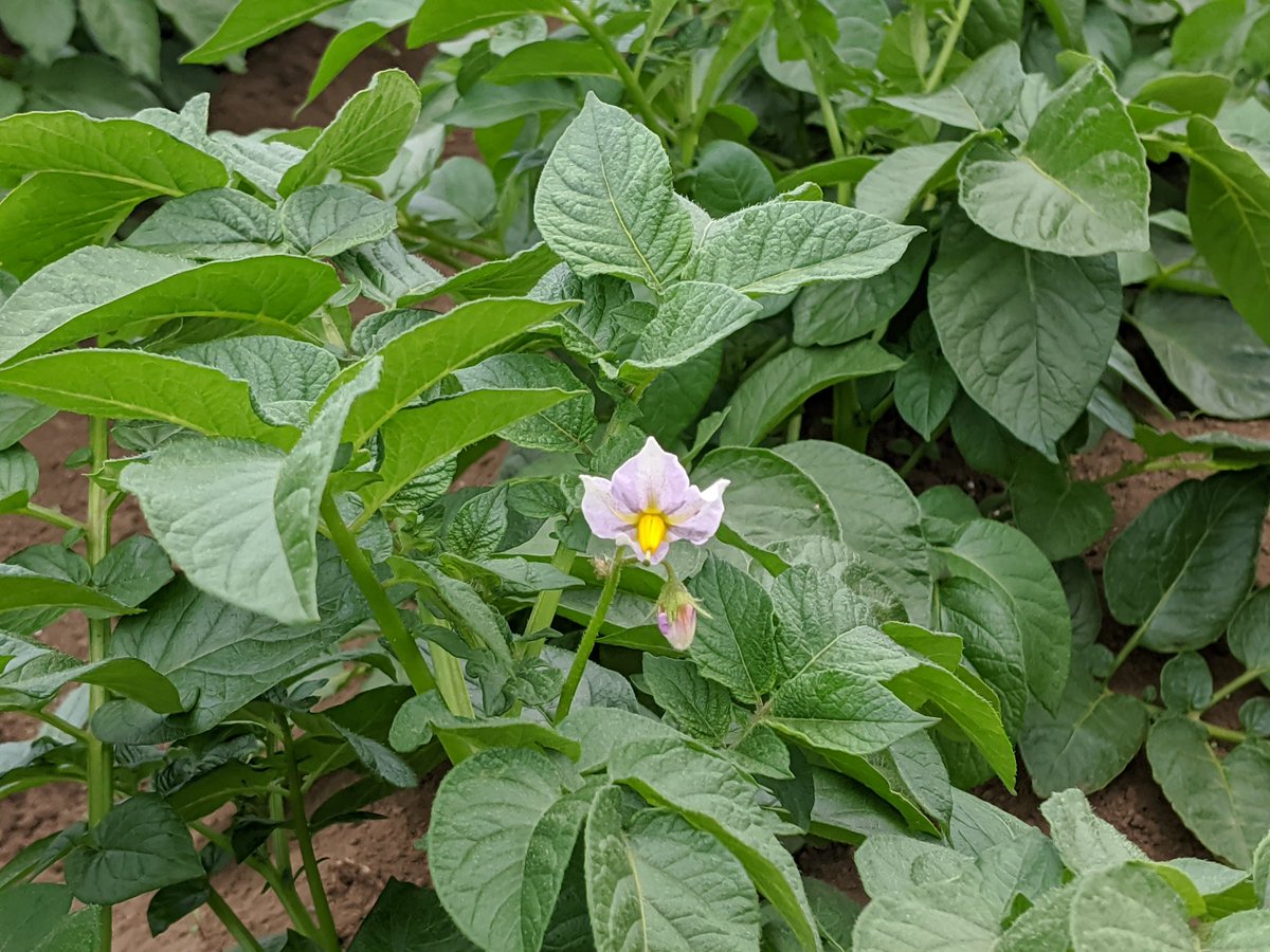 ট ইট র ぷっぷ1ごう 調整中 今日の植物はジャガイモ ナスはナス科 ジャガイモもナス科 ピーマンもナス科 謎 ナス科のお野菜 花がどれも似てる おいしい野菜