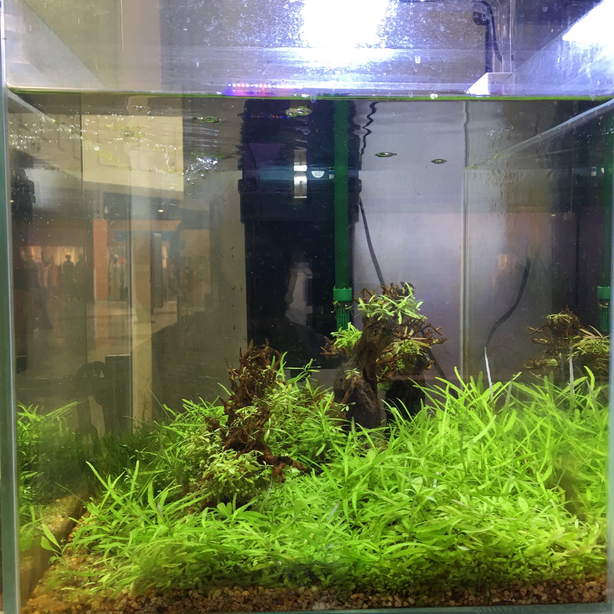 dragon mart aquarium shops