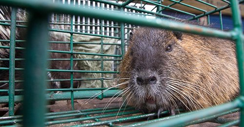'Wet markets' are truly hell on earth for all animals &amp; clearly present an immediate threat to our health &amp; safety too. So please help shut them down by sharing &amp; signing <a href="/animal_equality/">Animal Equality UK</a>'s excellent video &amp; petition today, thanks everyone: animalequality.org.uk/act/ban-wet-ma… #BanWetMarkets