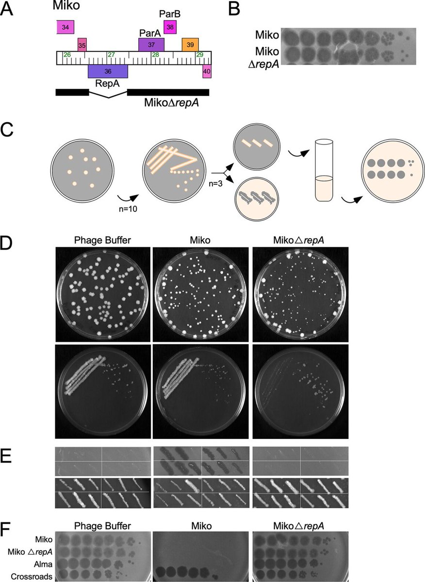 phagedirectory's tweet photo. New study by Katherine Wetzel (@PittTweet) & co in @mbiojournal on protein-mediated & #RNA-based origins of replication of extrachromosomal mycobacterial #prophages. New diversity of #lysogeny maintenance systems & new avenues for actinobacterial genetics! https://t.co/2J69B1j9y7 https://t.co/EmHWffdu66